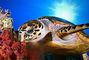 andaman sea turtle